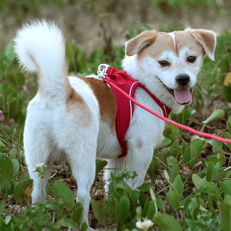 Small Combination - Reflecterende Set met Instaptuigje en Handsfree Riem